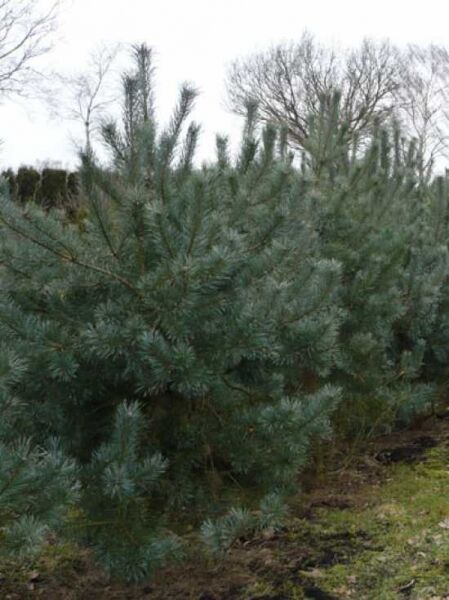Pinus sylvestris 'Glauca' / Blaue Bergföhre, buschiger Nadelbaum mit blaugrünen Nadeln, 200-250 cm, mit Drahtballen (m. Db.)