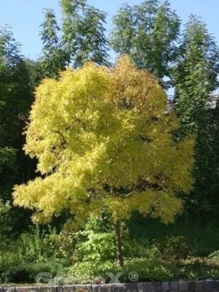 Fraxinus excelsior 'Jaspidea' (Gold-Esche), Solitärbaum mit rundlicher Krone und gelbem Laub.