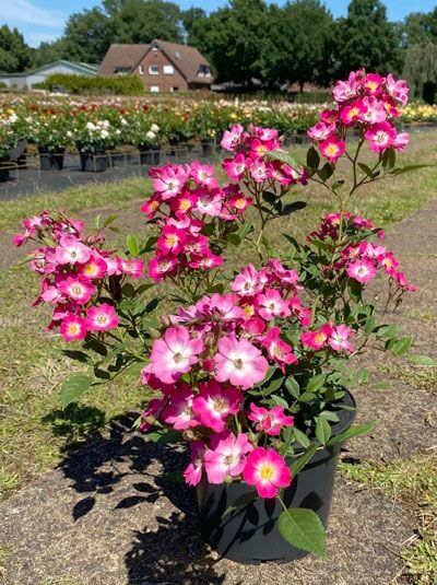Rosa 'Mozart' / Strauchrose 'Mozart' C5 im Topf, Strauchrose mit rosafarbenen Blüten und grünem Laub