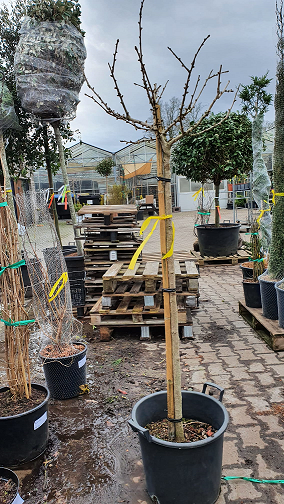 Ginkgo biloba 'Mariken' (Kugel-Ginkgobaum) 120 cm Stamm im Container C12, Laubbaum mit kugeliger Krone und kahlen Zweigen