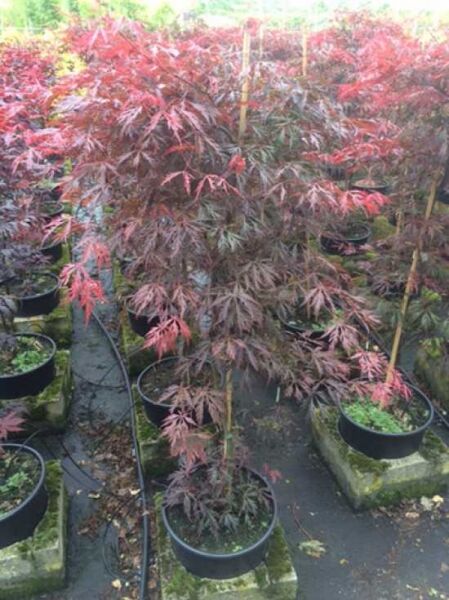 Fächerahorn 'Crimson Princess' / Schlitz-Ahorn / Acer palmatum 'Crimson Princess'