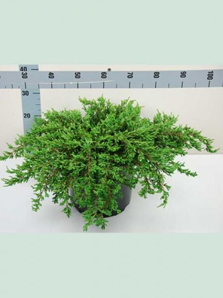 Grüner Kriech-Wacholder (Juniperus communis 'Green Carpet') im Topf C20, flach wachsend, ca. 50–60 cm breit