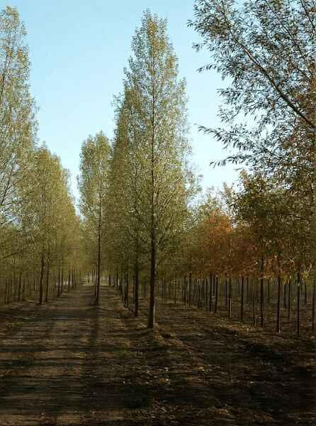 Salix alba 'Belders' / Weiß-Weide 'Belders' Hochstamm, schlanker Baum mit schmalen, länglichen Blättern in Baumschule-Reihe.