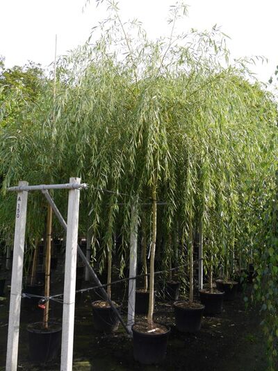 Hänge-Weide / Trauer-Weide 'Tristis' / Salix alba 'Tristis'