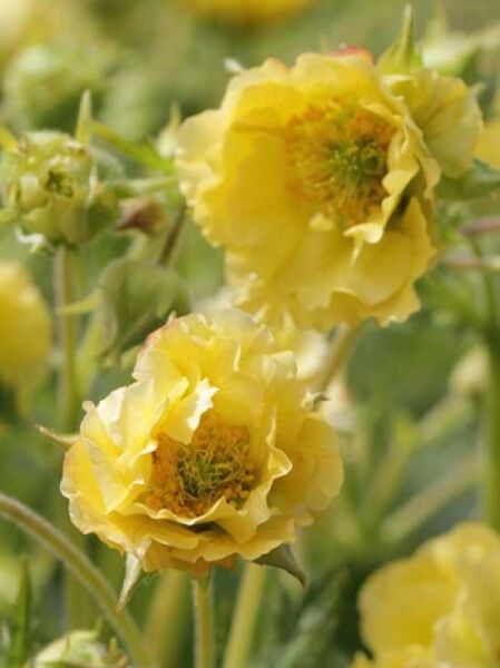 Nelkenwurz 'Gimlet' / Geum 'Gimlet'