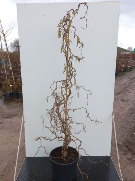 Corylus avellana 'Contorta' / Korkenzieher-Hasel 'Contorta' 150-175 cm C20 im Topf, mit gedrehten, kahlen Zweigen.