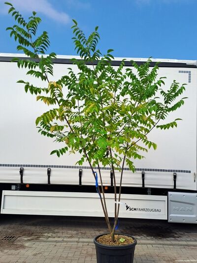 Samthaarige Stinkesche / Bienenbaum / Honigesche 300-350 cm mehrstämmig / Samthaarige Stinkesche / Bienenbaum / Honigesche 300-350 cm mehrstämmig