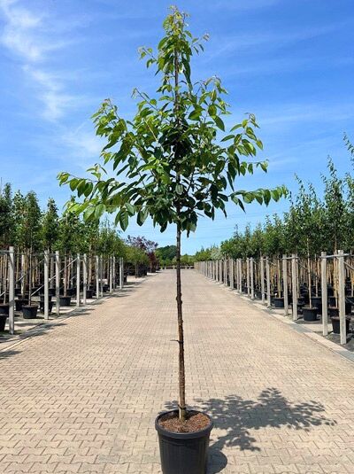 Prunus avium 'Schneiders Späte Knorpel' / Süßkirsche 'Schneiders Späte Knorpel' Hochstamm 12-14 StU im Container, belaubt