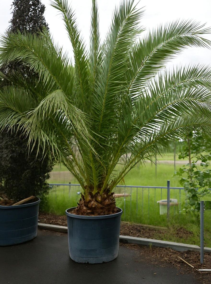 Kanarische Dattelpalme - Phoenix canariensis - Baumschule NewGarden