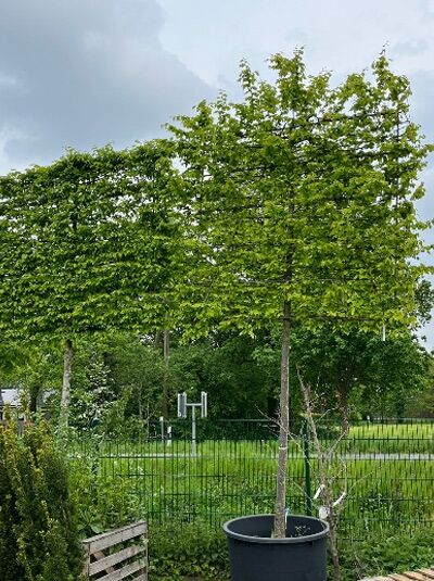 Hainbuche / Weißbuche 'Hochstamm-Spalier' H:200 B:220 T:20 (Stamm 225 cm) / Carpinus betulus