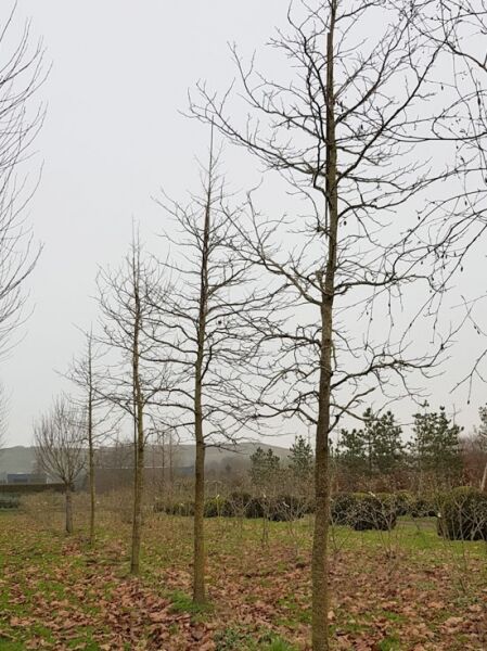 Amberbaum 'Worplesdon' / Amberbaum 'Worplesdon'