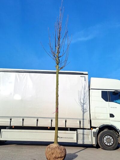 Prunus padus / Trauben-Kirsche Hochstamm 20-25 StU m. Db., laubfreier Baum mit geradem Stamm und Krone, Ballenware.