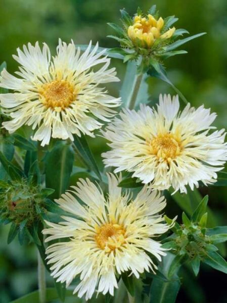 Kornblumen-Aster 'Mary Gregory' / Stokesia laevis 'Mary Gregory'