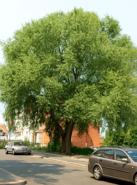 Salix alba (Silber-Weide, Weiß-Weide) als großer Laubbaum mit breiter, dichter Krone am Straßenrand.