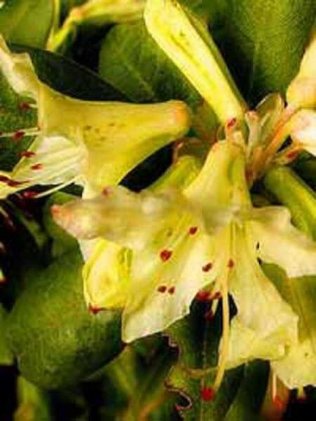 Rhododendron hanceanum 'Shamrock' / Rhododendron 'Shamrock'