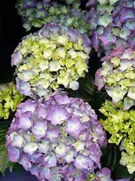 Bauern-Hortensie 'Renate' / Hydrangea macrophylla 'Renate'