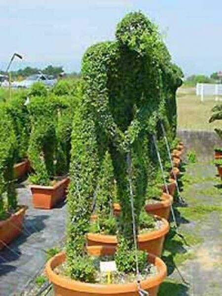 Kugel-Liguster 'Golfer' / Ligustrum delavayanum 'Golfer'