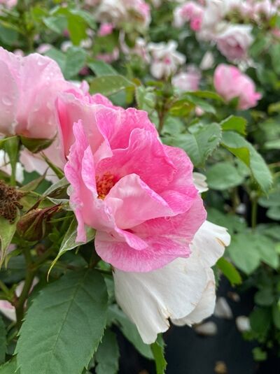 Beetrose 'SEE YOU ® in Rosé' / Beetrose 'SEE YOU ® in Rosé'