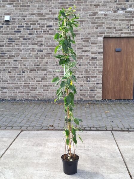 Kiwi 'Issai' (Actinidia arguta 'Issai') 150-200 cm C10, rankende Pflanze im Topf am Stab mit grünem Laub