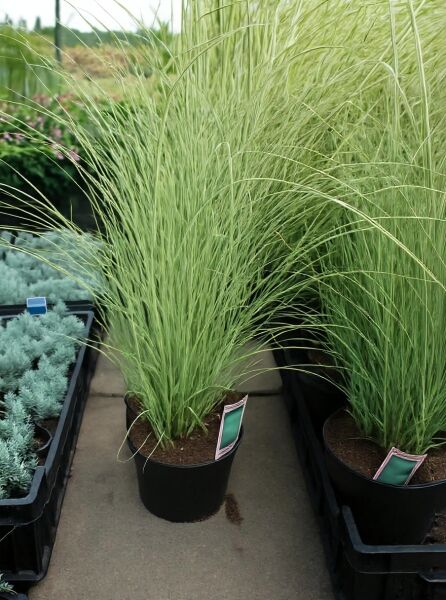 Miscanthus sinensis 'Morning Light' – Weißbuntes Chinaschilf 'Morning Light' C3 im Topf mit feinen, schmalen Halmen und Blättern