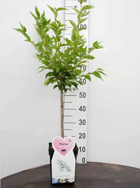 Prunus nipponica 'Brillant' / Kurilen-Kirsche 'Brillant', 50 cm Stamm, im Topf C5 mit grünem Laub