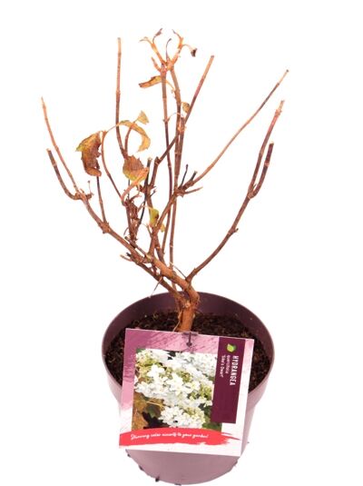 Eichenblatt-Hortensie 'Sike's Dwarf' / Hydrangea quercifolia 'Sike's Dwarf'