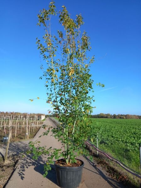 Davids Schlangenhaut-Ahorn / Chinesischer Ahorn / Acer davidii