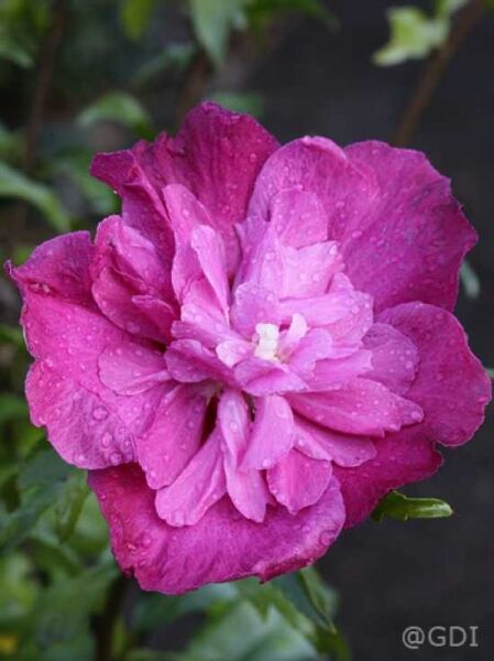 Garten-Eibisch 'Purple Ruffles' / Hibiscus syriacus 'Purple Ruffles ®'