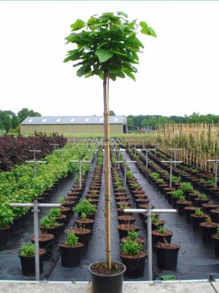 Kugel-Trompetenbaum Catalpa bignonioides 'Nana', Hochstamm im Container mit runder, dichter Krone und grünem Laub.