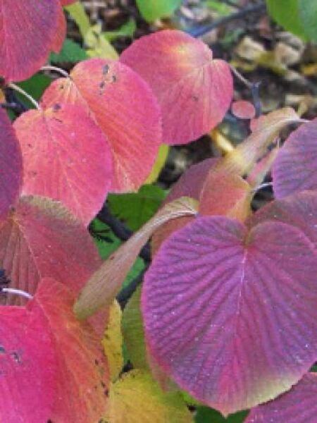 Schneeball  / Viburnum furcatum