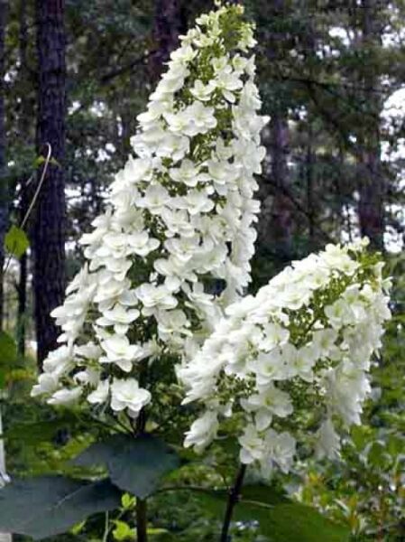 Eichenblatt-Hortensie 'Snowflake' / Hydrangea quercifolia 'Snowflake'