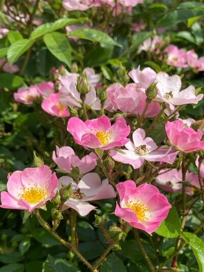Rosa 'Ballerina' / Bodendeckerrose 'Ballerina' mit zartrosa, einfachen Blüten und gelber Mitte, umgeben von grünem Laub.