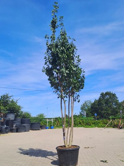 Japanische Nelken-Kirsche 'Kanzan' 400-450 cm mehrstämmig / Prunus serrulata 'Kanzan' (1577126)