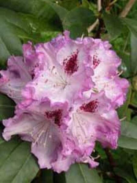 Rhododendron Hybride 'Blue Ensign' / Rhododendron 'Blue Ensign'