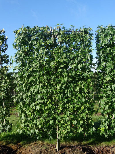 Amerikanischer Amberbaum 'BodenSpalier' H250 B160 T20 (Stamm 50 cm)