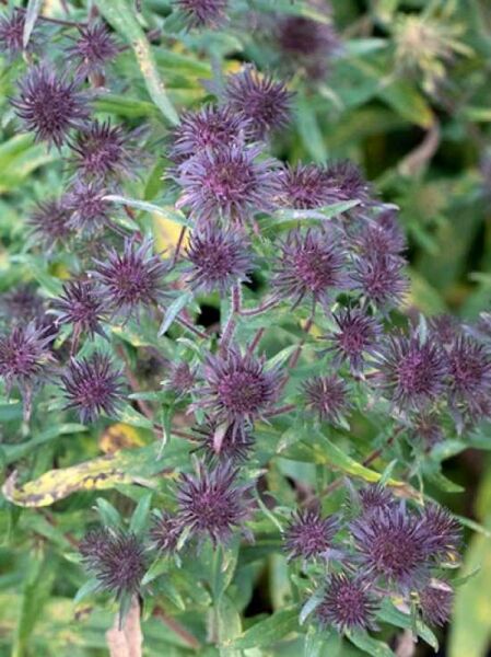 Rauhblatt-Aster 'Ann Leys' / Aster novae-angliae 'Ann Leys'