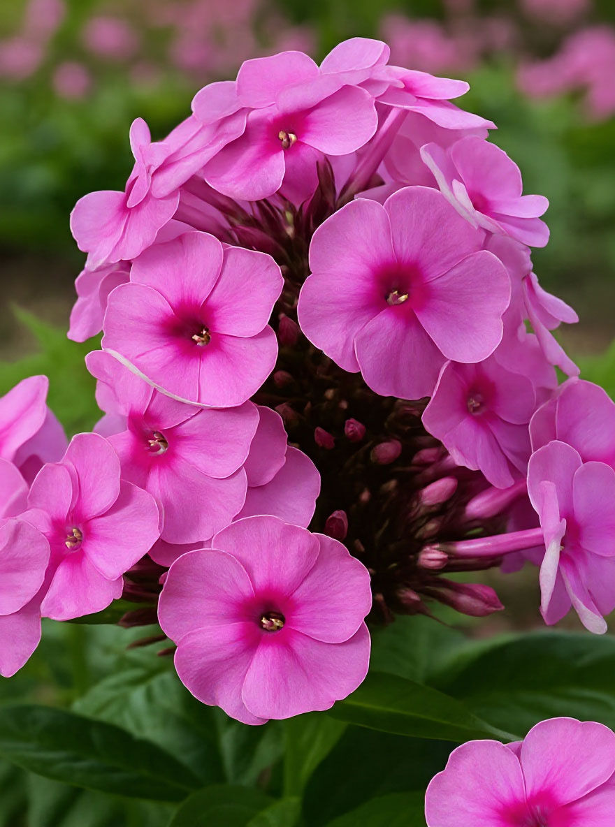Hohe Beet-Flammenblume 'Fondant Fancy' - Phlox x cultorum 'Fondant Fancy'