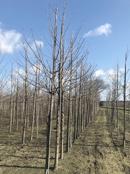 Prunus avium 'Burlat' / Süßkirsche 'Burlat' Hochstamm 18-20 StU mit Drahtballen, laubloser Baum im Feld gezeigt