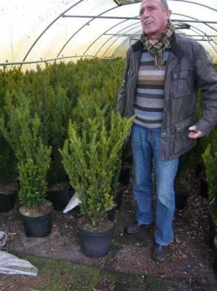 Taxus media 'Hillii', männliche Becher-Eibe 'Hillii' 80-100 cm C10, aufrechter Nadelgehölz-Strauch im Topf