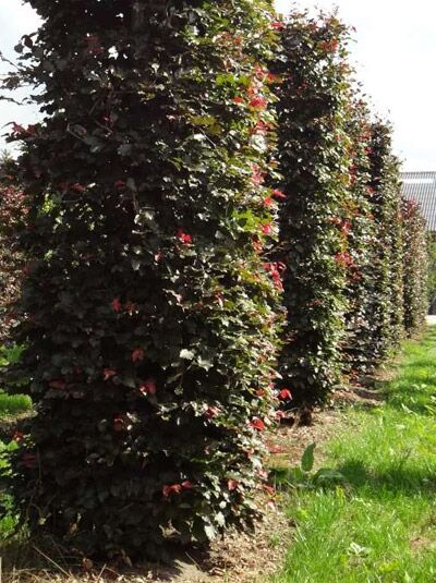 Blutbuche 'Säule eckig' Höhe 275 cm / Blutbuche 'Säule eckig' Höhe 275 cm
