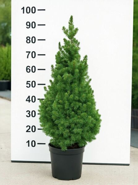 Picea glauca 'Conica' / Zuckerhut-Fichte 60-70 cm C3, kompakt kegelförmig im schwarzen Pflanztopf, dicht benadelt.