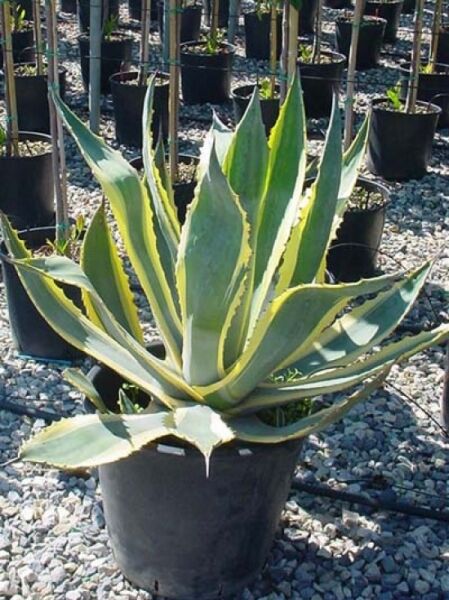 Amerikanische Agave 'Variegata' / Amerikanische Agave 'Variegata'
