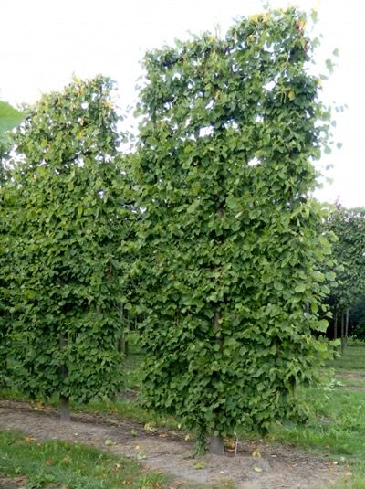 Tilia europaea Pallida / Kaiser-Linde 'Boden-Spalier' H:450 B:210 T:20 (Stamm 50 cm)