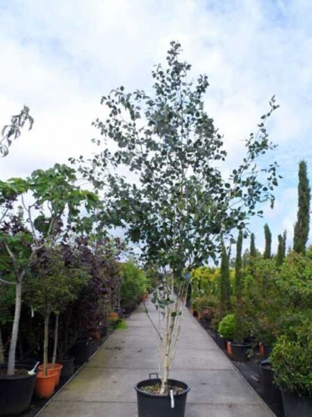 Weißrindige Himalaja-Birke 'Doorenbos' (Betula utilis) 250-300 cm C50 als mehrstämmiger Baum im Topf mit grünem Laub.