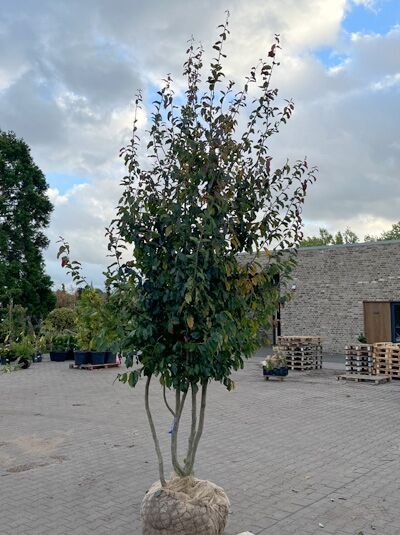 Eisenholzbaum 'Bella' 300-350 cm schirmförmig / Parrotia persica 'Bella' Schirmform (1577397)