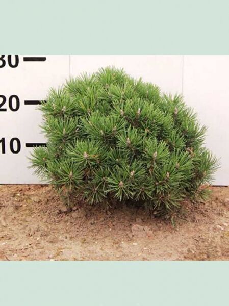 Pinus mugo 'Mops' / Kugel-Kiefer 'Mops'