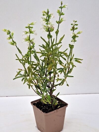 Gewürz Salbei 'Alba' / Gewürz Salbei 'Alba'