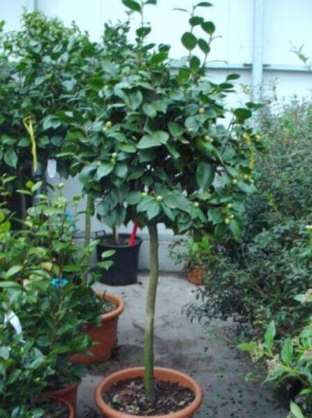Japanische Kamelie rot / Camellia japonica rot