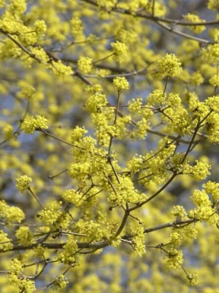 Japanische Kornelkirsche / Cornus officinalis