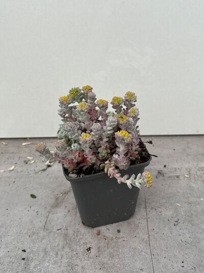 Silberspatel-Fetthenne 'Cape Blanco' - Sedum spathulifolium 'Cape Blanco'